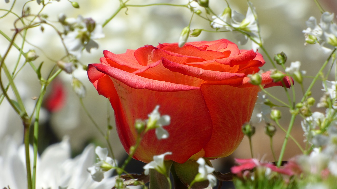 Image - flower rosa red rose red flower