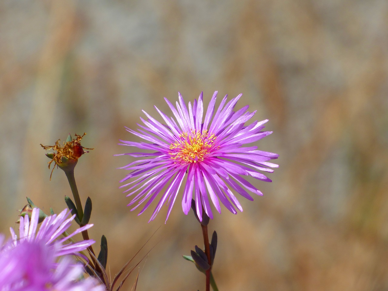 Image - flower pink flower nectar petals