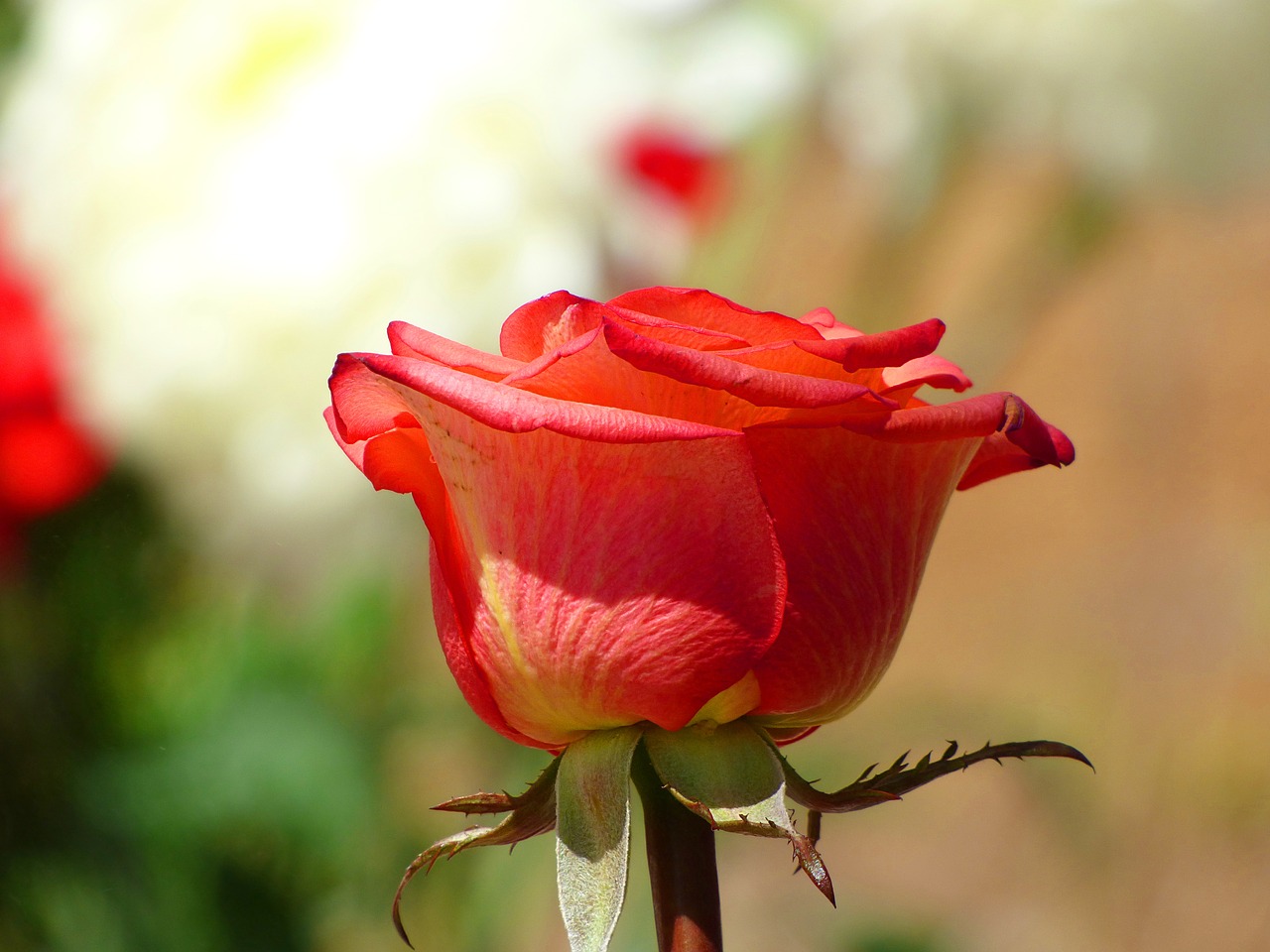 Image - flower flowers rosa red rose red