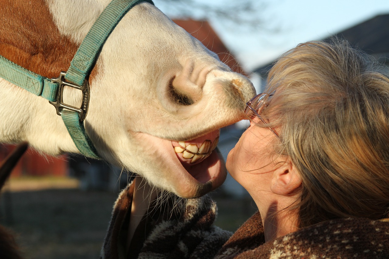 Image - teeth horse funny smile dental