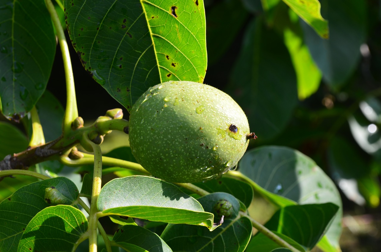 Image - walnut green nut fruit walnut tree