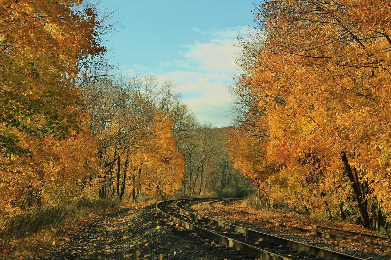 Image - yellow leaves autumn nature fall