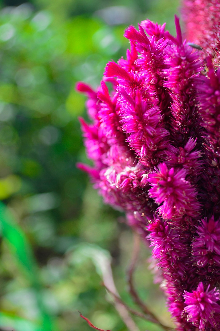 Image - cristata autumn flowers powder