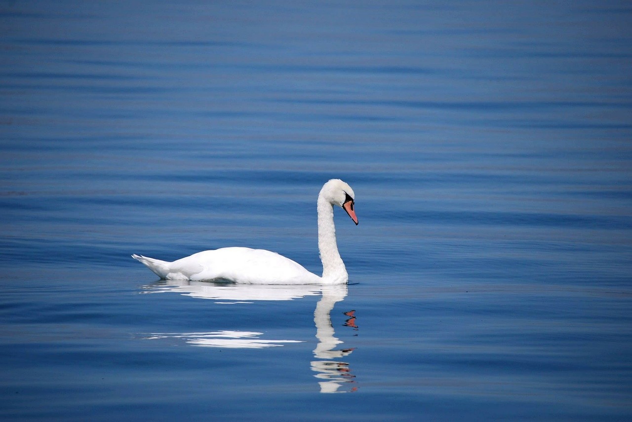 Image - swan bird animal water lake white