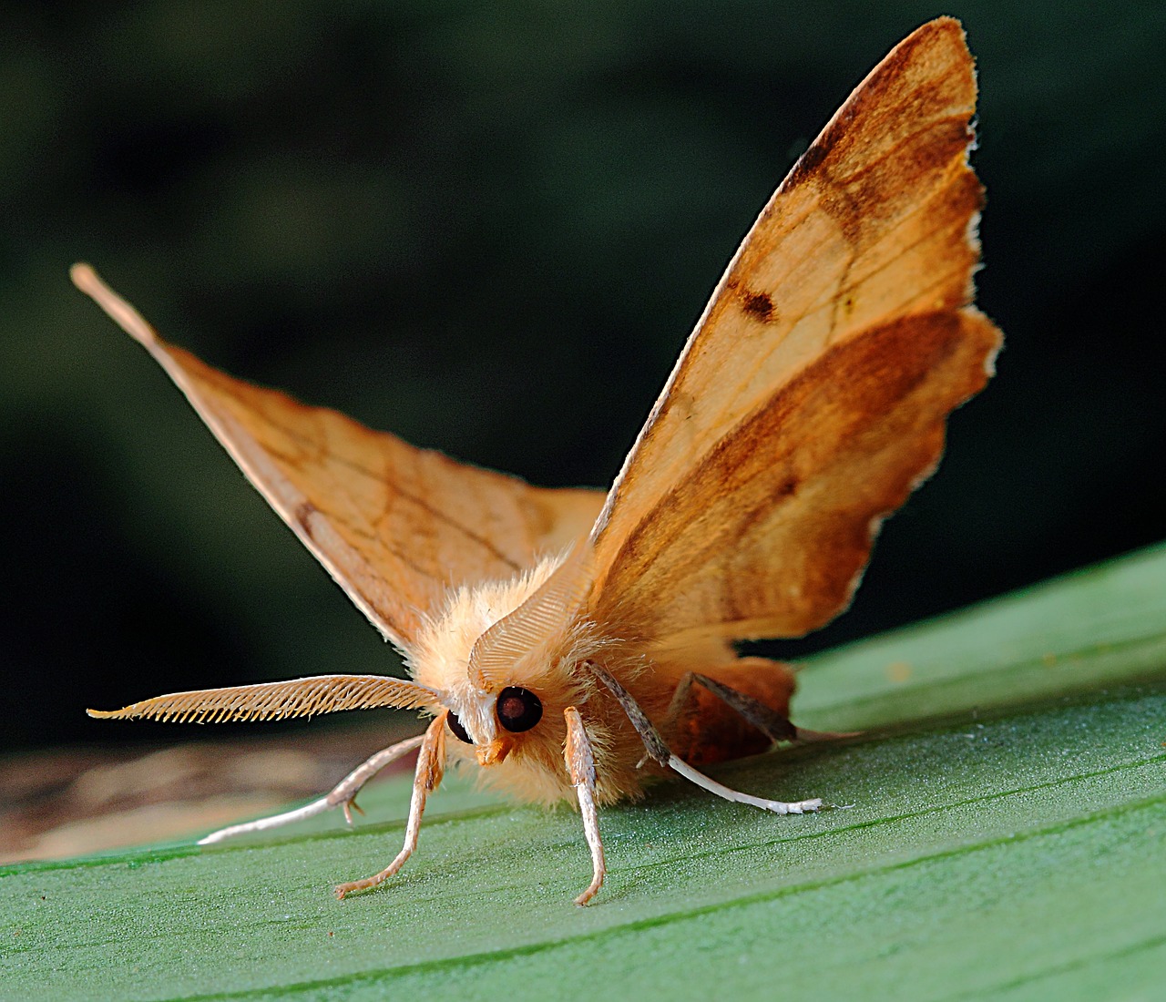 Image - moth macro lepidoptera british