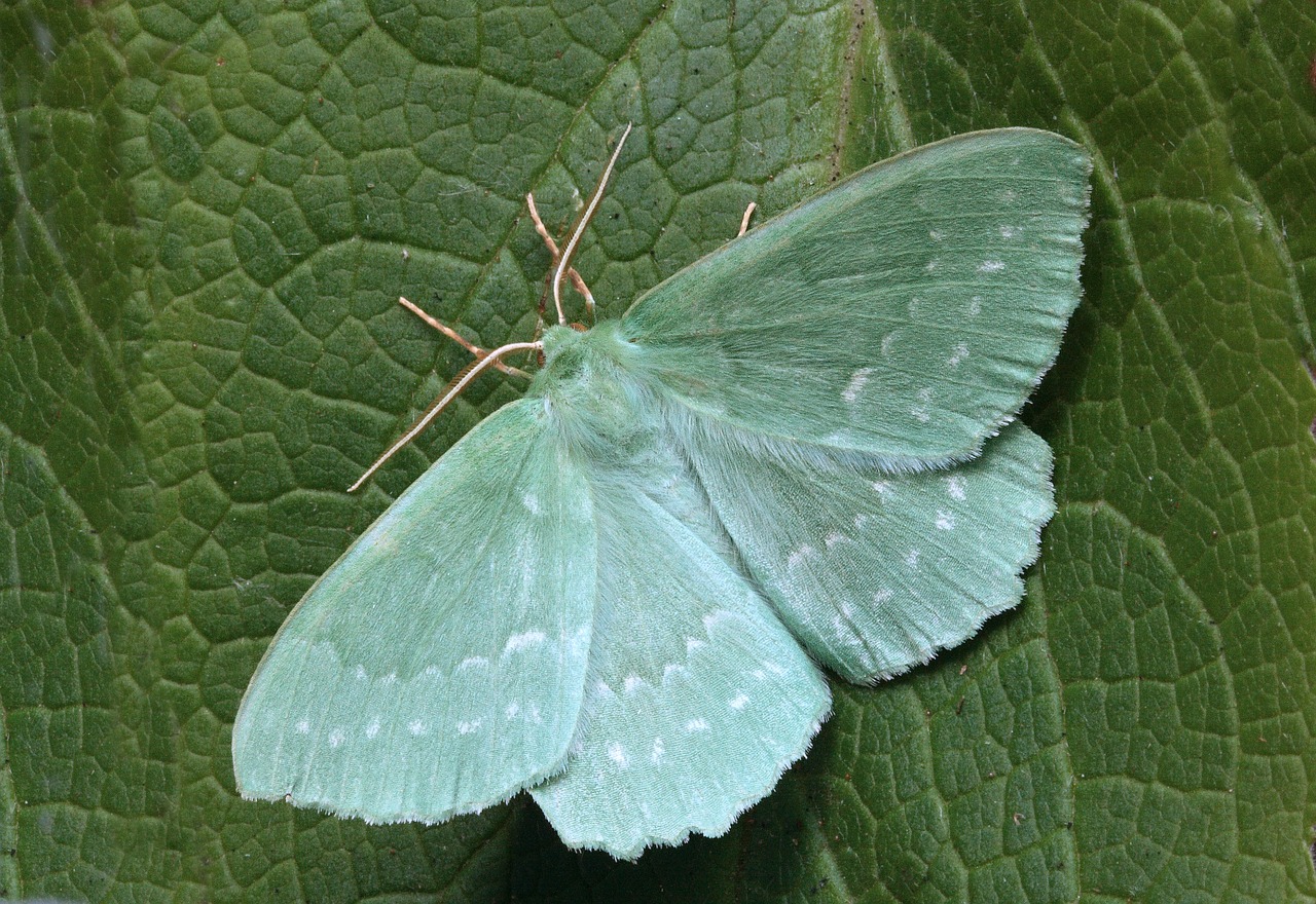 Image - moth macro lepidoptera british