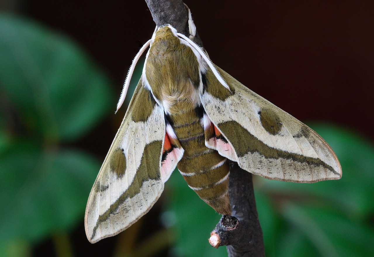 Image - moth macro lepidoptera british