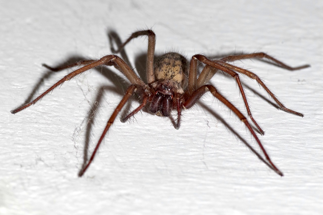 Image - spider tegenaria domestica terrible