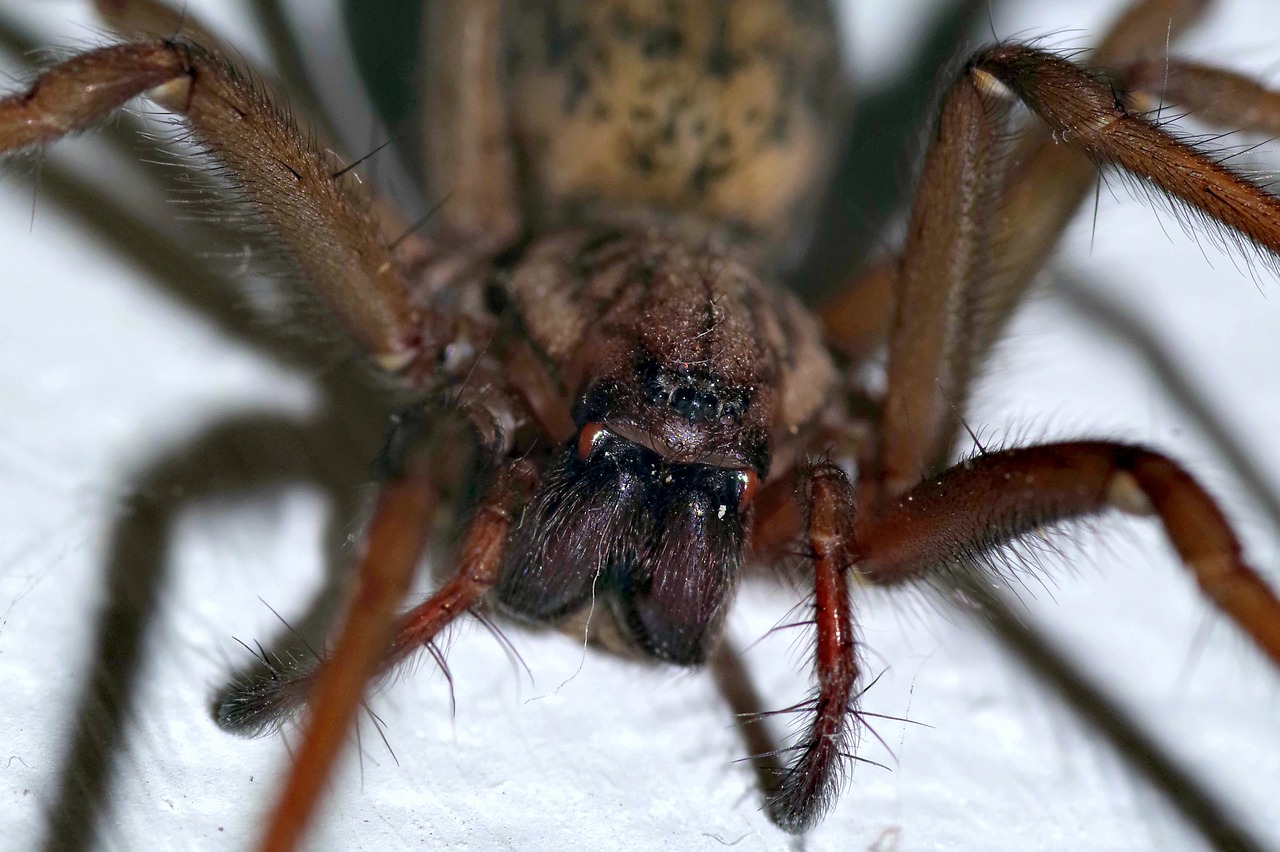 Image - spider tegenaria domestica terrible