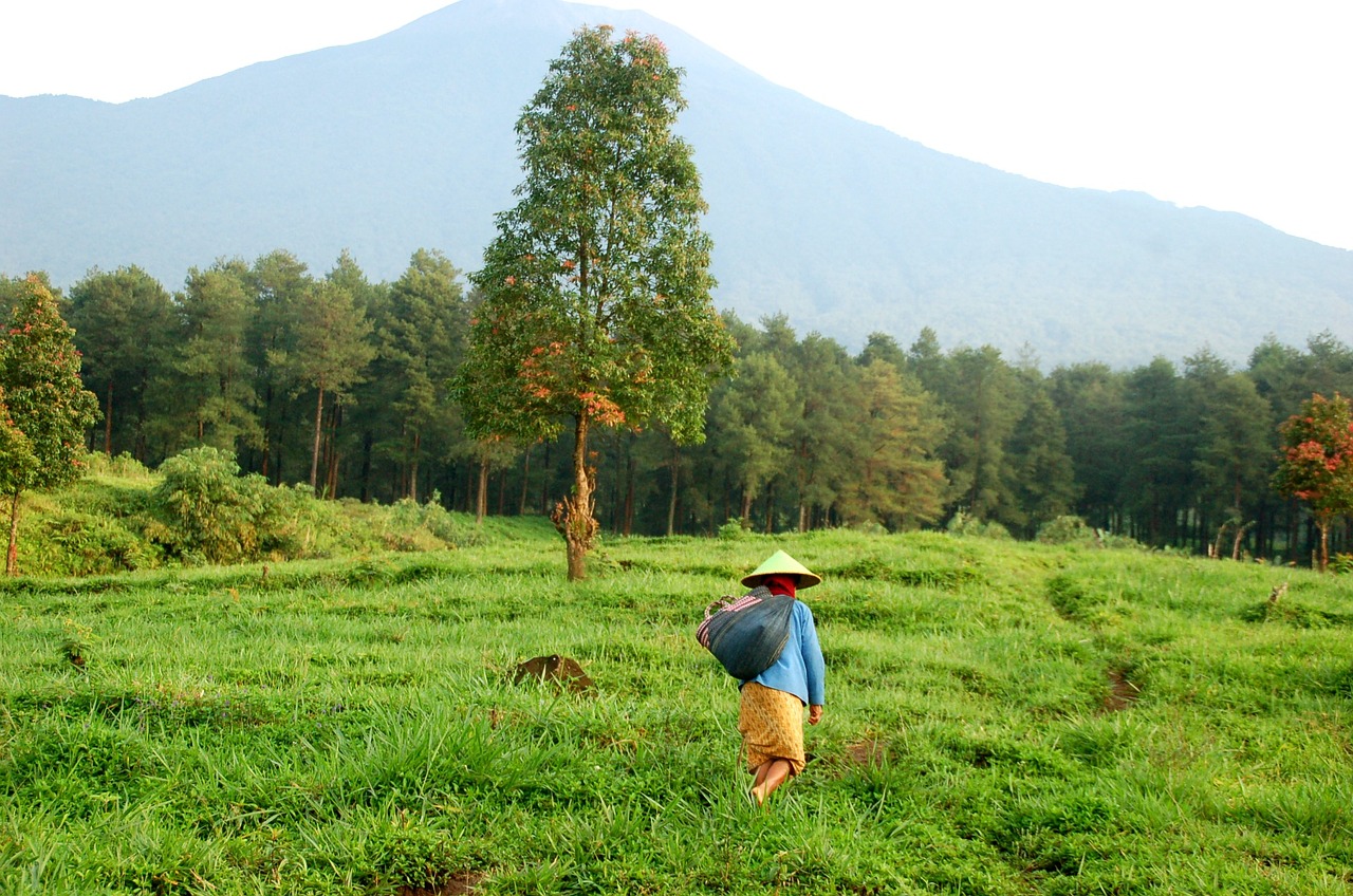 Image - farm java indonesia mount asia