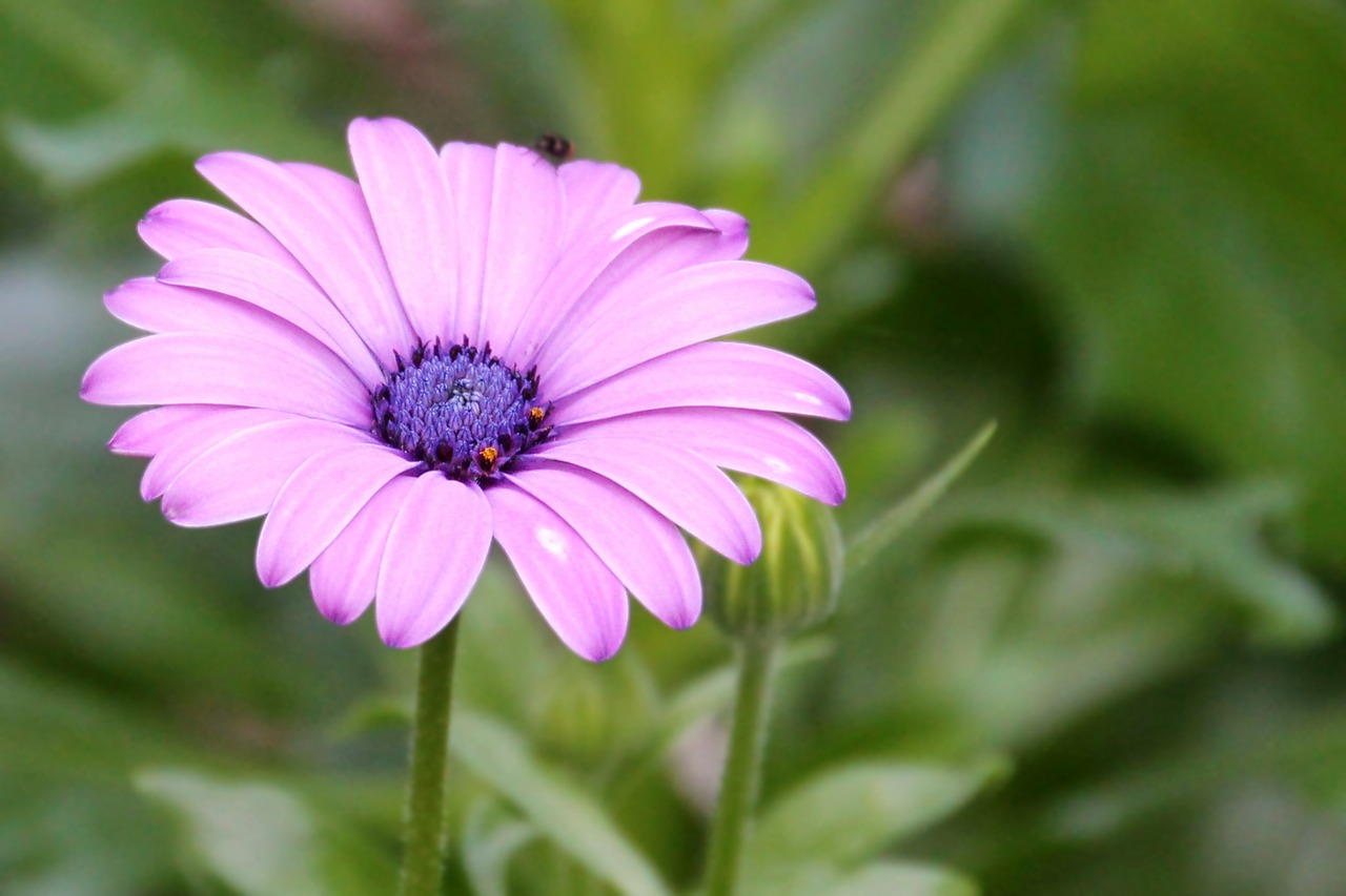 Image - magerite bornholm pink blossom