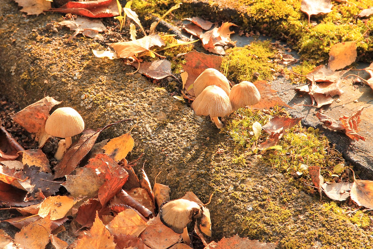 Image - mushrooms moss leaves fall foliage