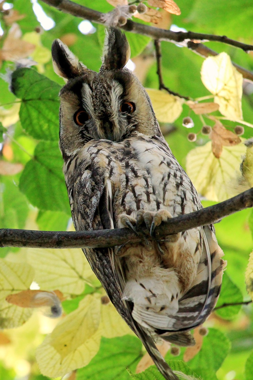 Image - long eared owl owl bird wild bird