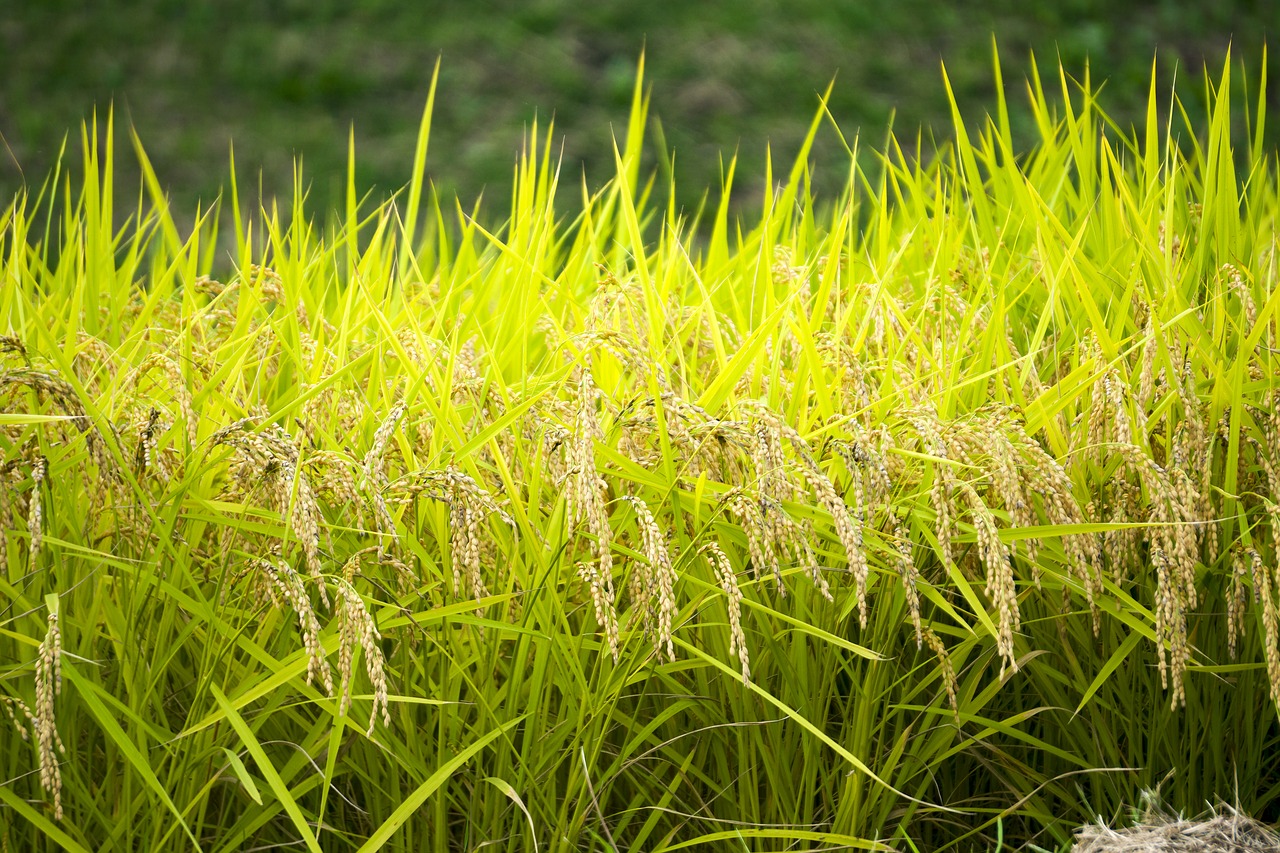 Image - japan ear of rice rice autumn