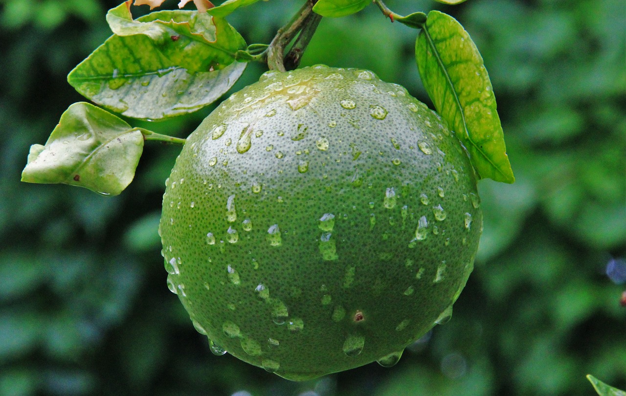 Image - unripe orange raindrop green garden