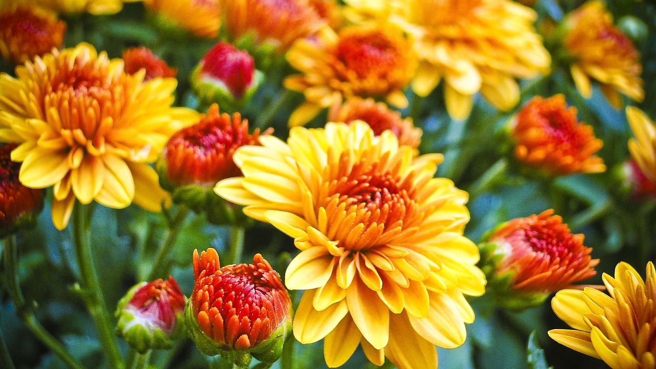 Image - mums fall foliage floral plants