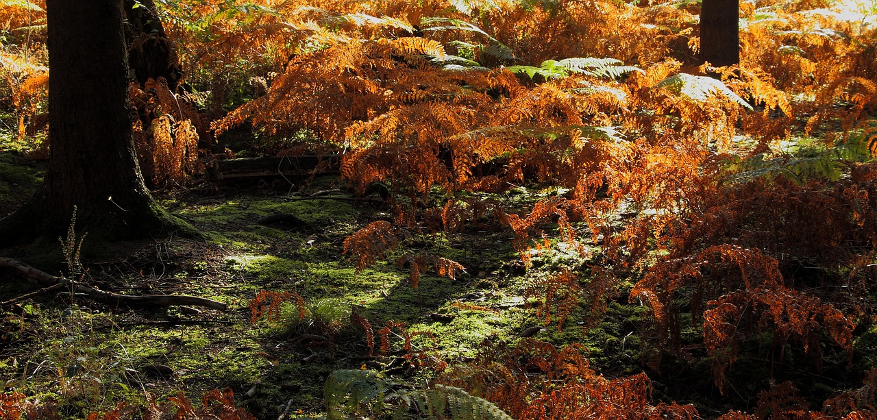 Image - forest forest floor fern moss