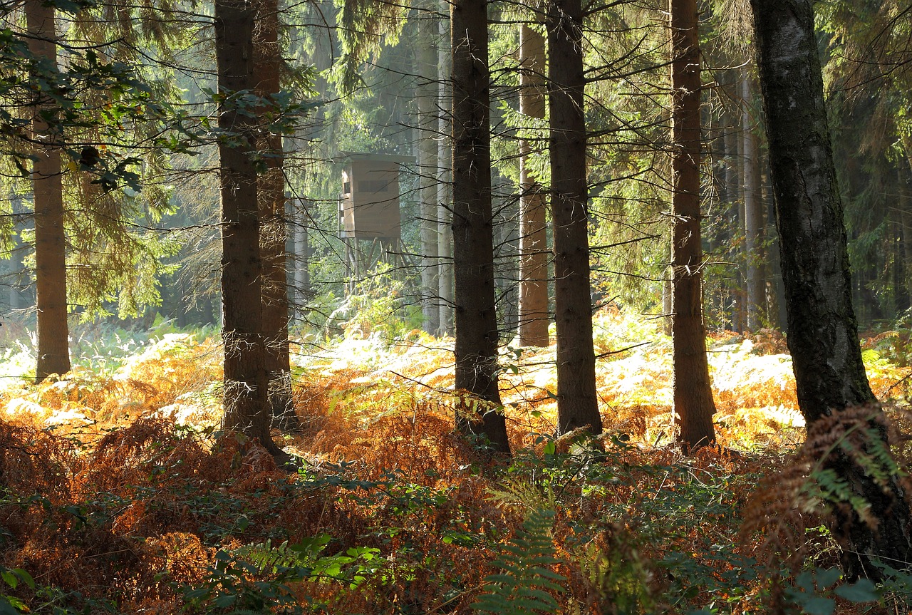 Image - forest trees autumn forest fern