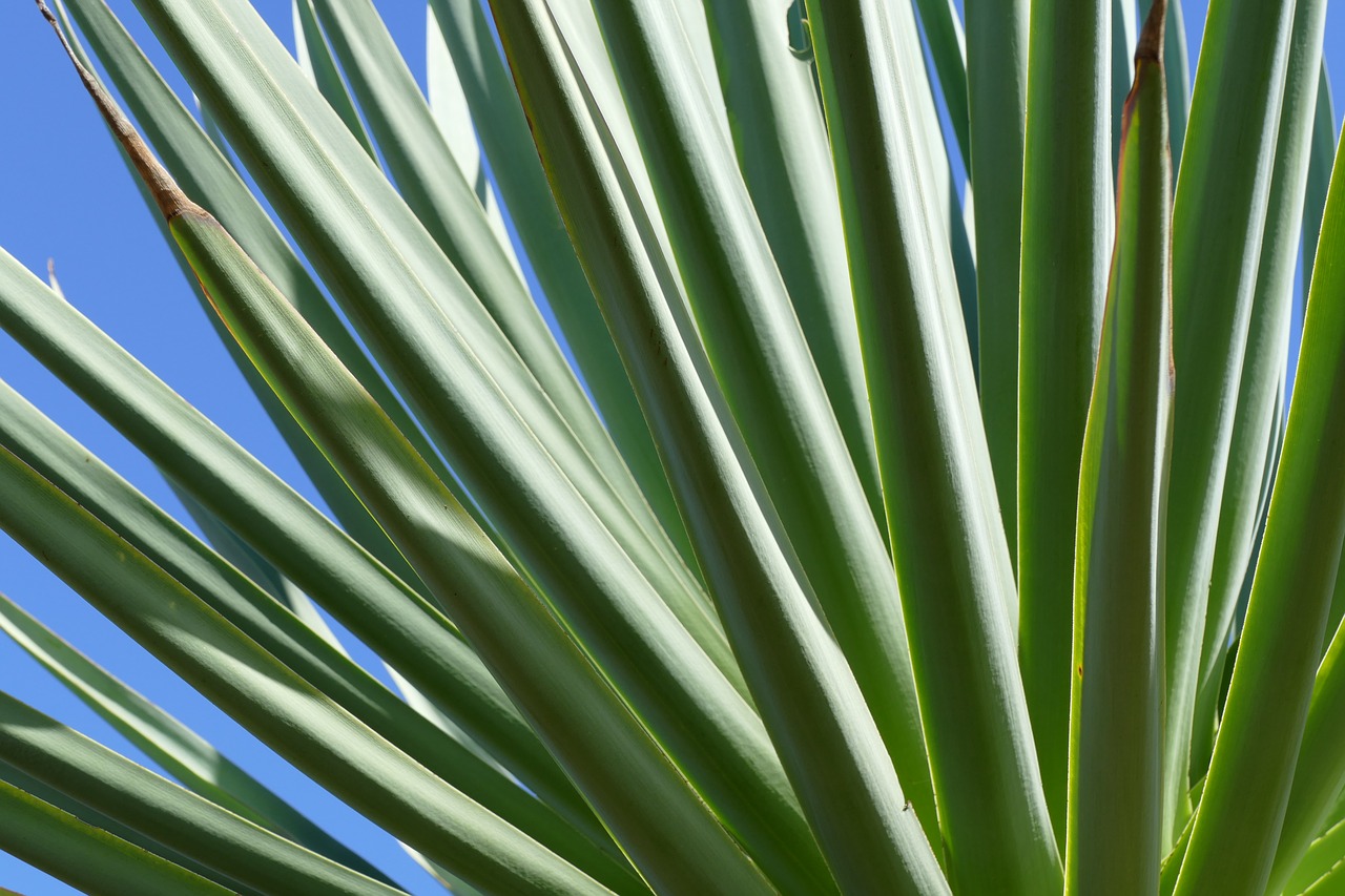 Image - plamenblatt blue green summer sun