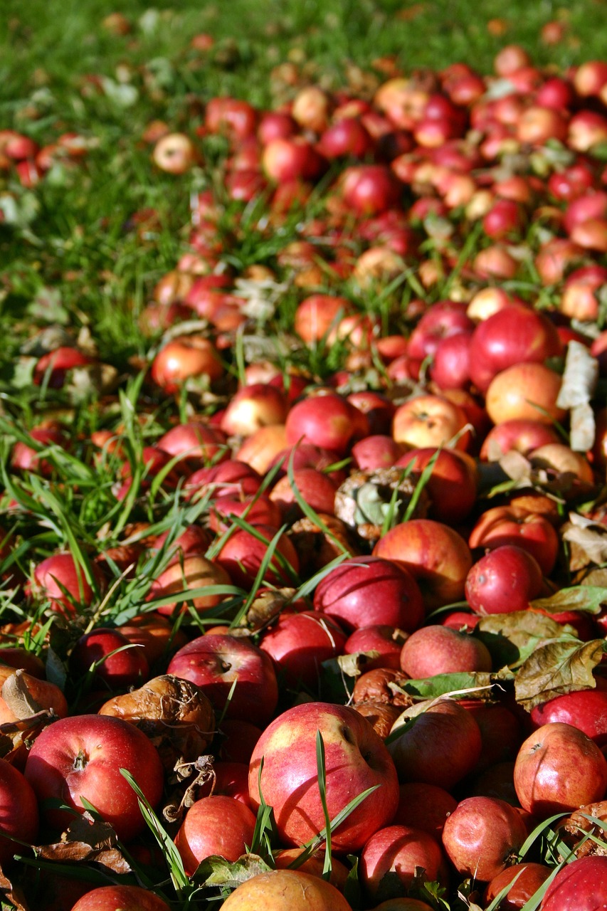 Image - apple red windfall autumn