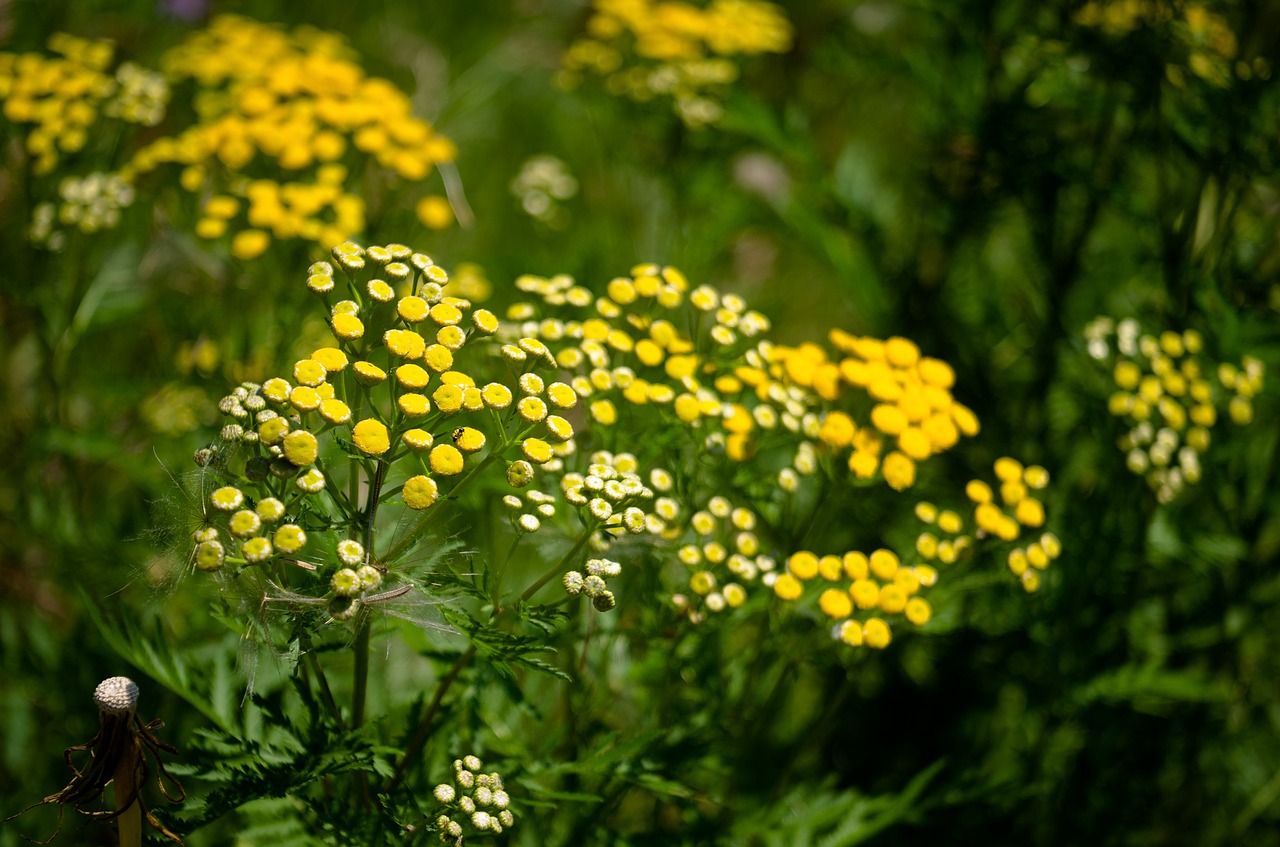 Image - tansy flower yellow summer blossom