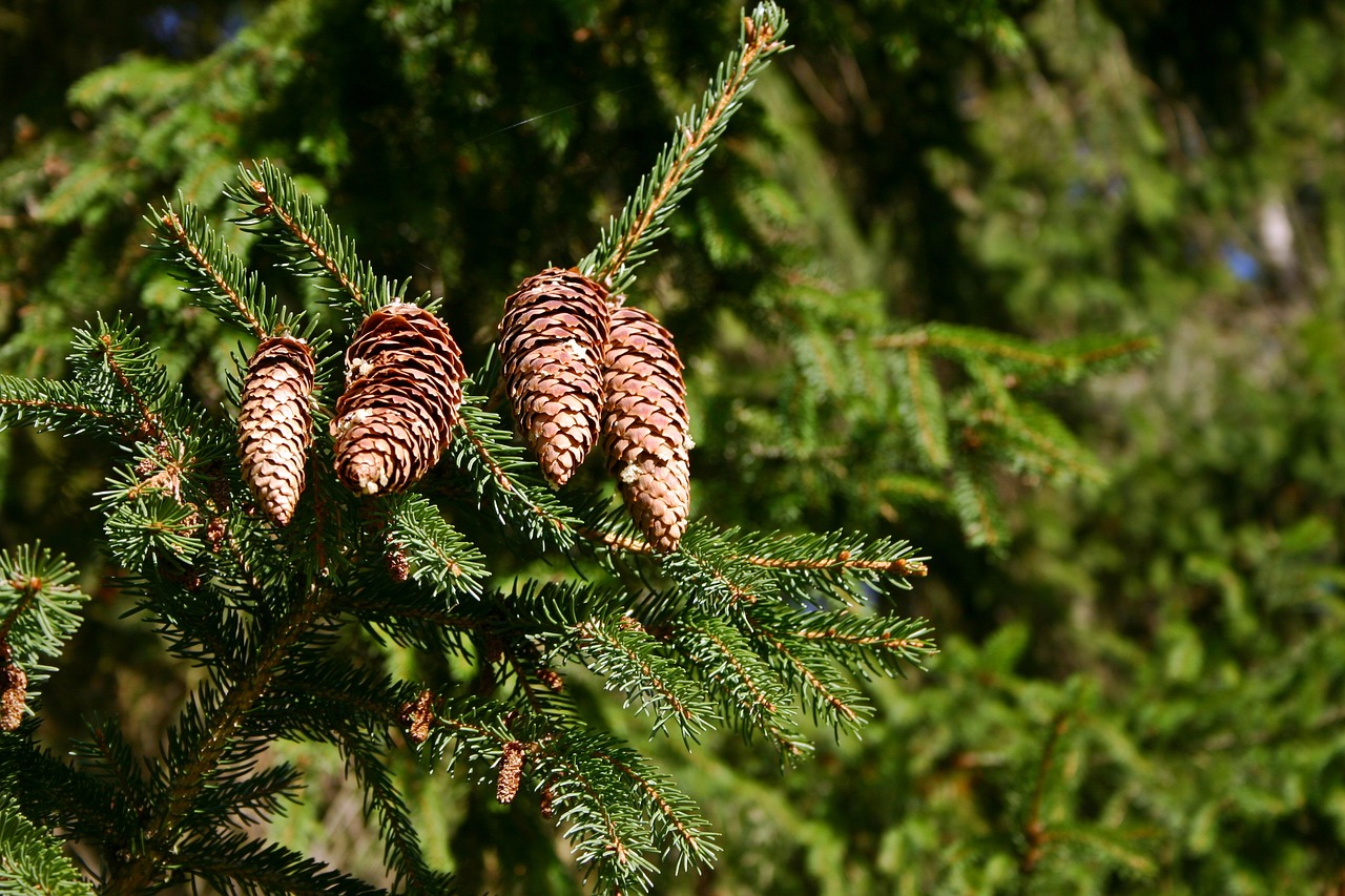 Image - spruce pine cones tree conifer tap