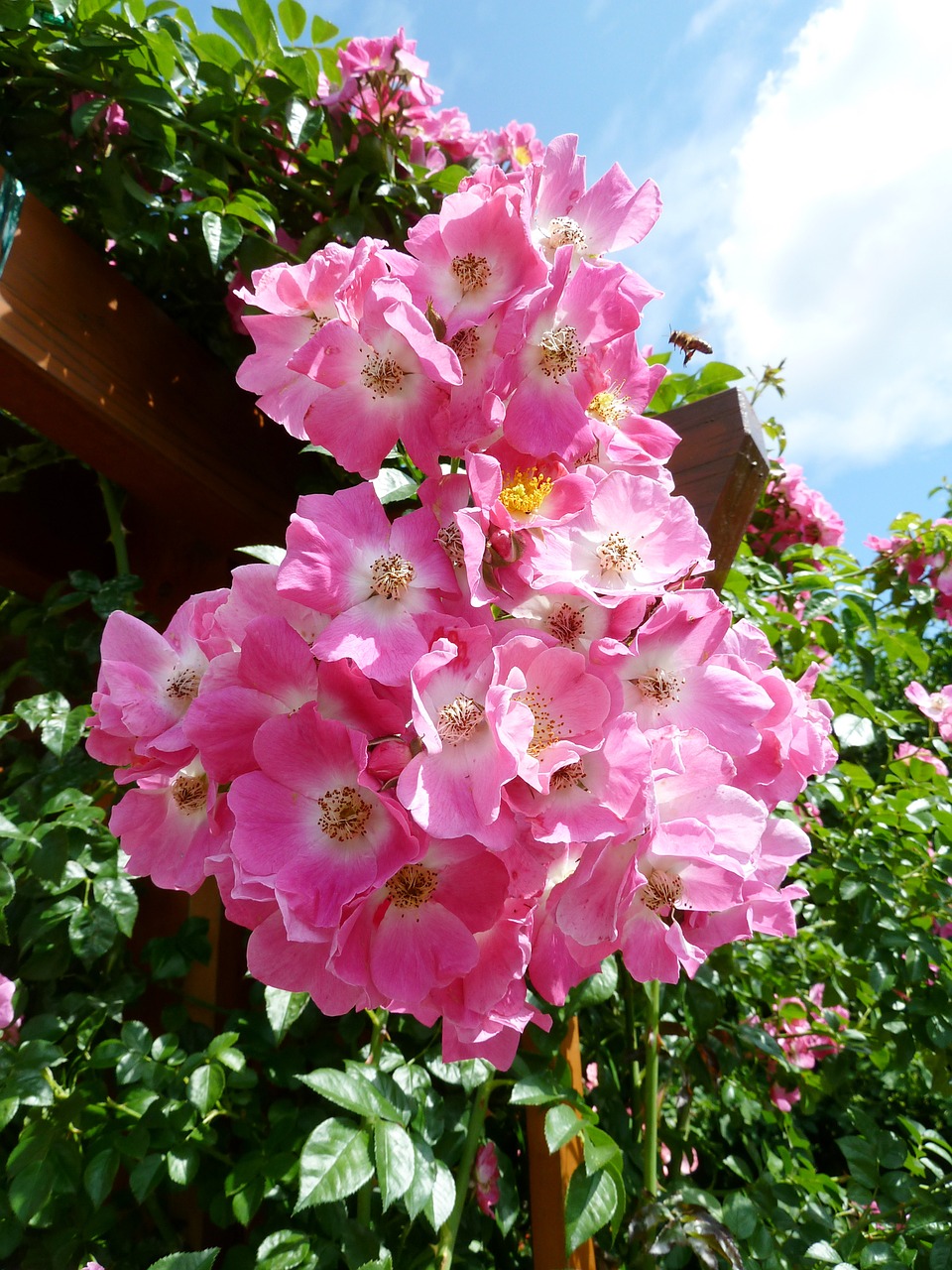 Image - flower blossom bloom plant rose