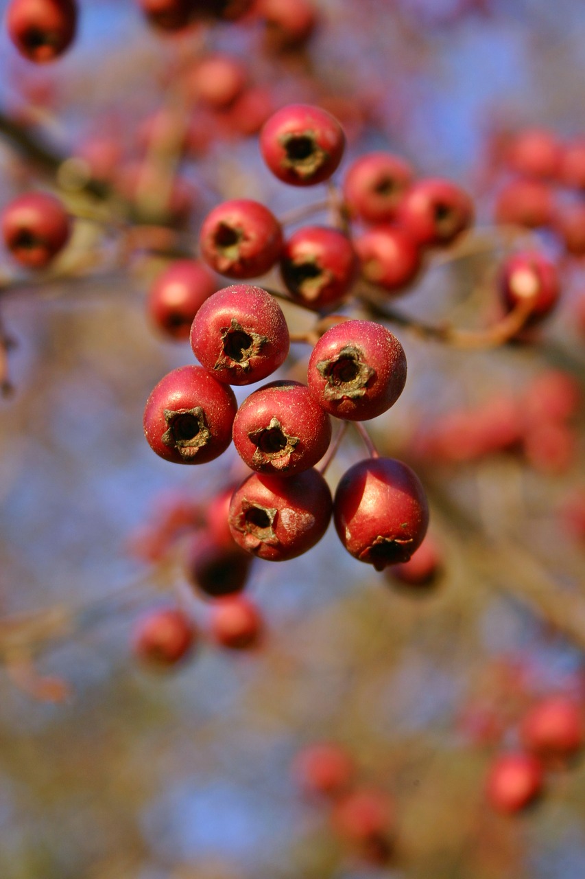 Image - hawthorn fruits red berries autumn