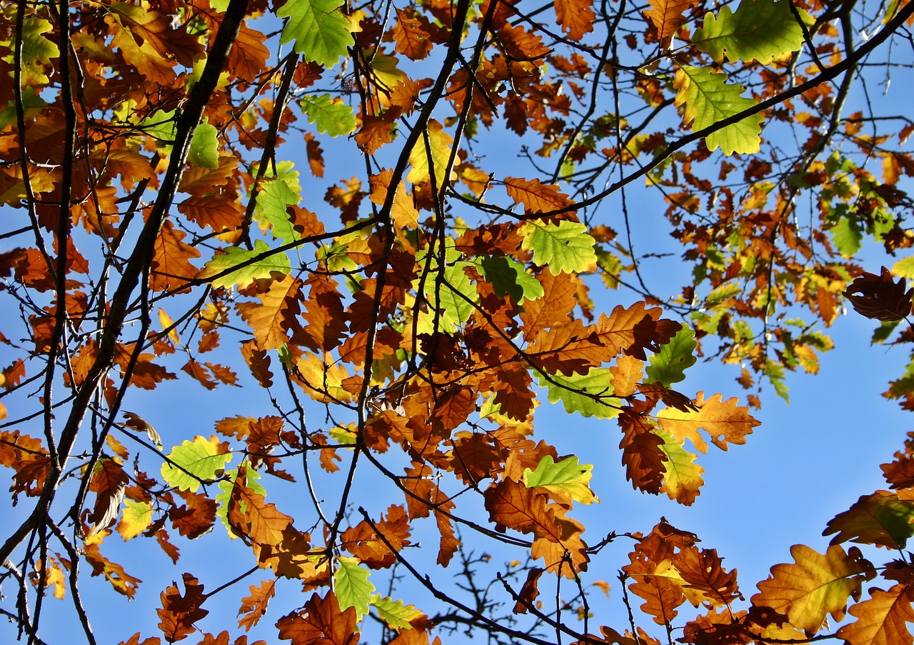 Image - fall foliage oak leaves oak leaves