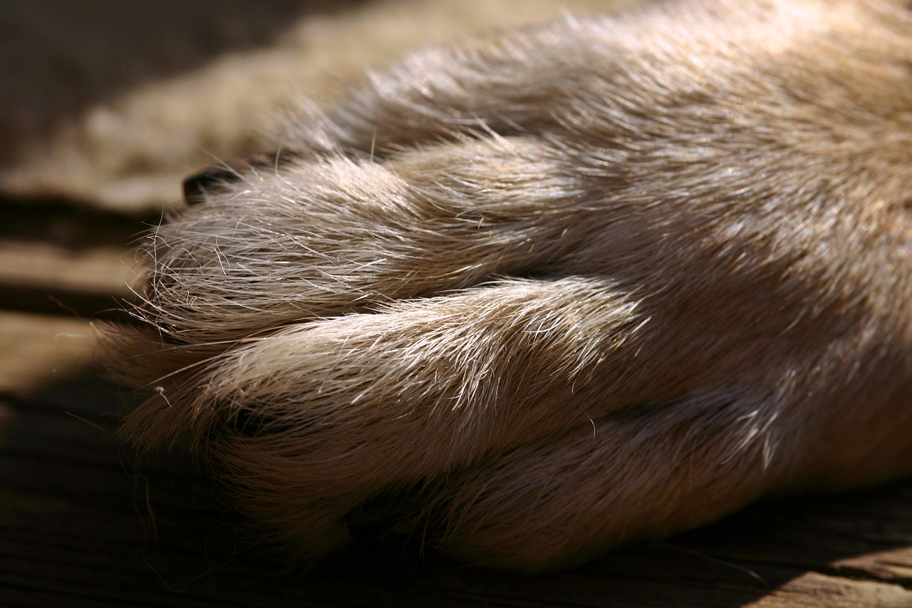 Image - dog paw paw fur foot dog pet