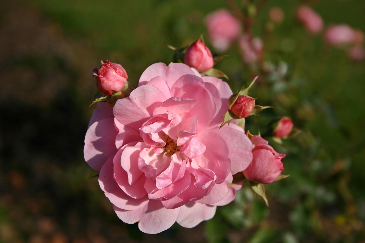 Image - rose pink plant nature blossom