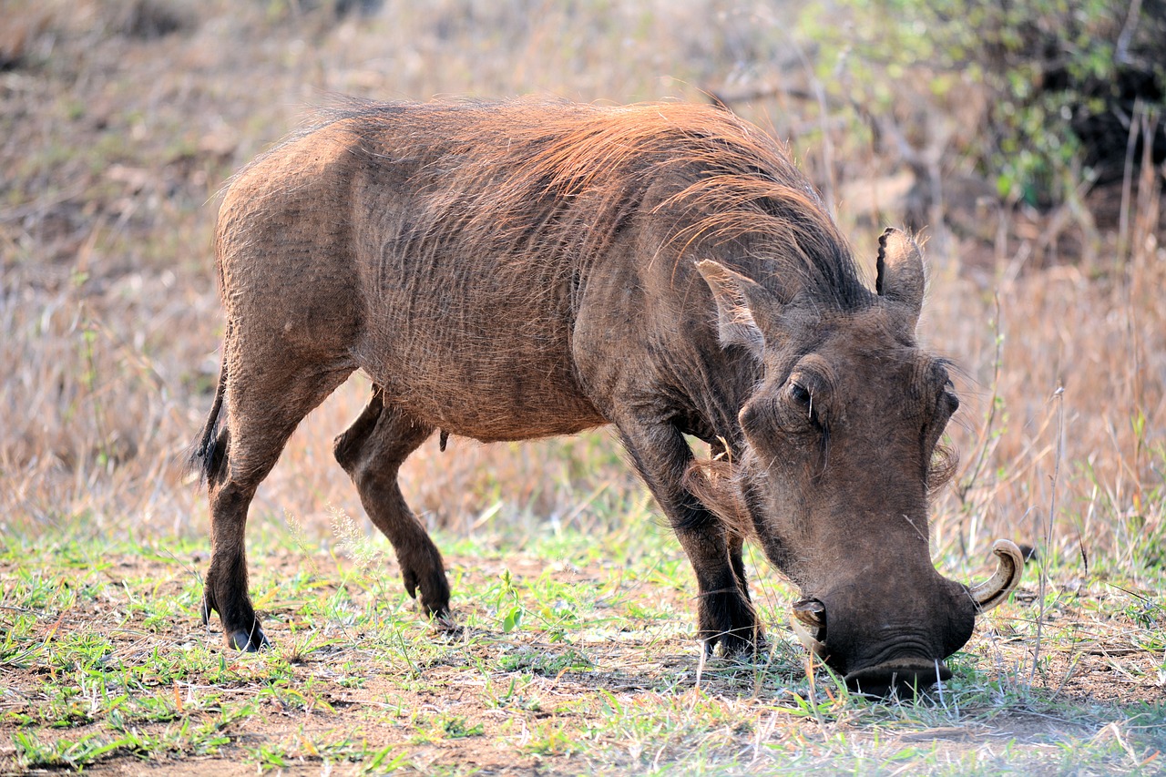 Image - whartog kruger park south africa