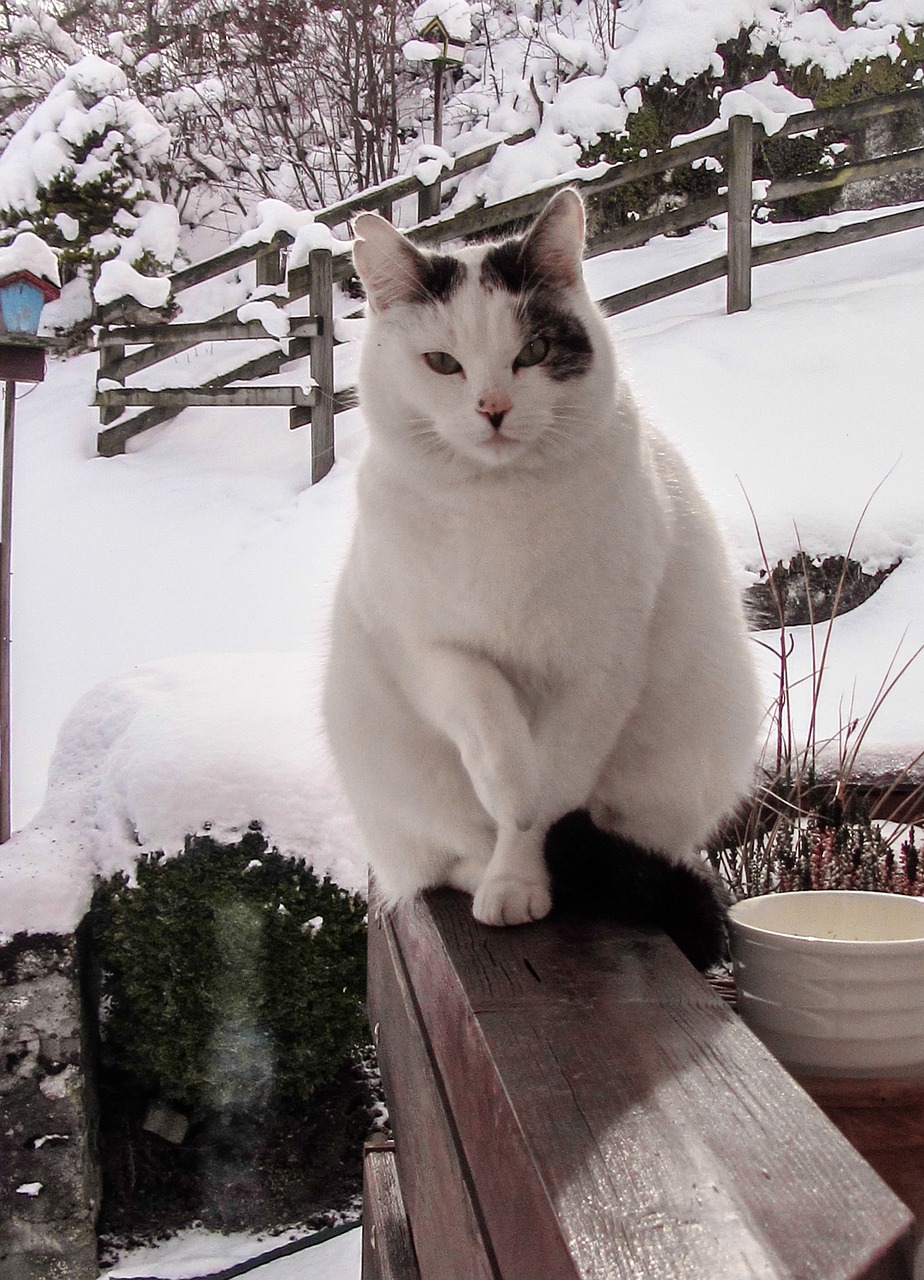 Image - cat white snow pet winter