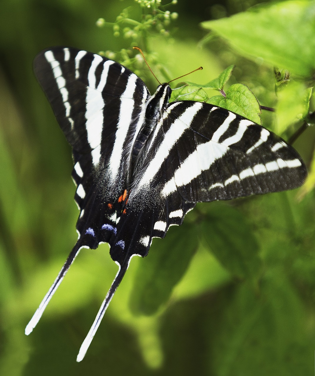 Image - butterfly tiger swallowtail insect