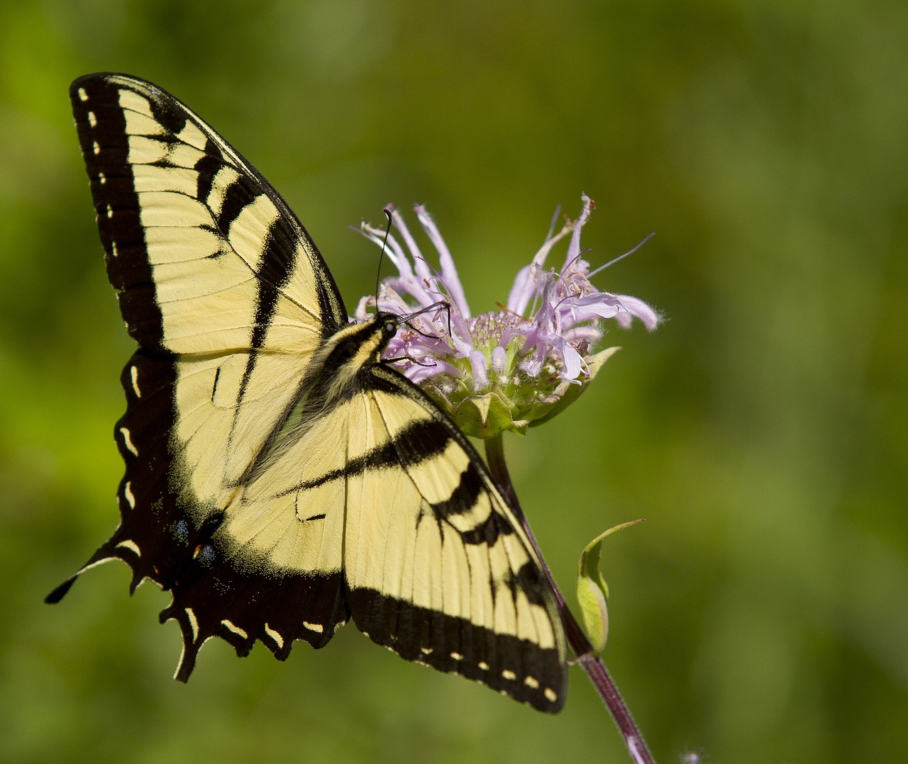 Image - butterfly eastern tiger swallowtail