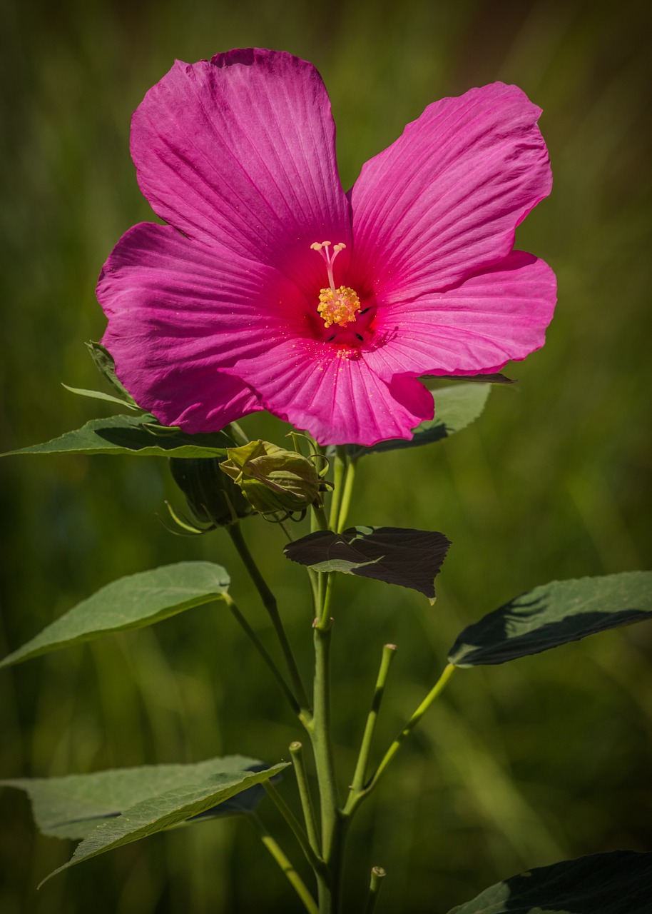 Image - swamp hibiscus pink flower