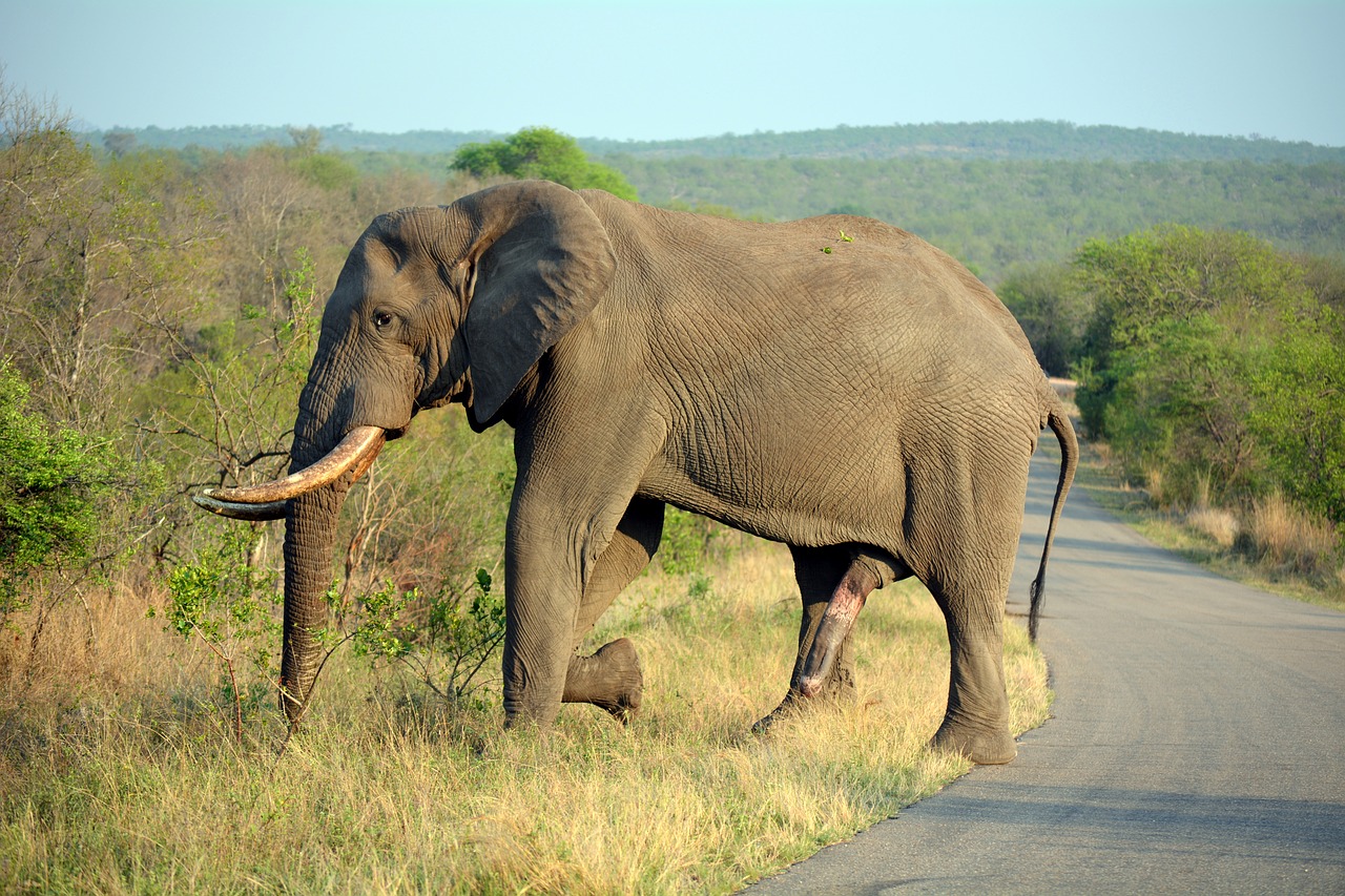 Image - elephant kruger park south africa