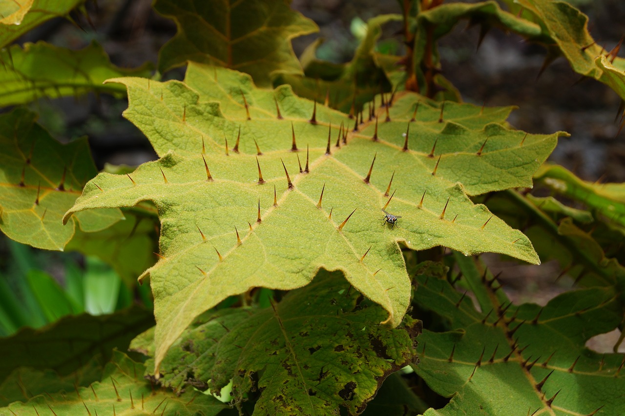 Image - leaf thorns nature spice wild