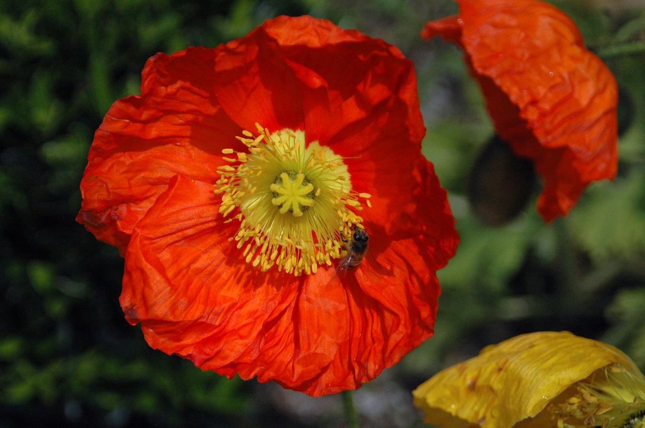 Image - botanical flora flower bee nature