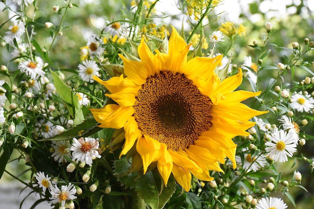 Image - sunflower sun flower yellow petal