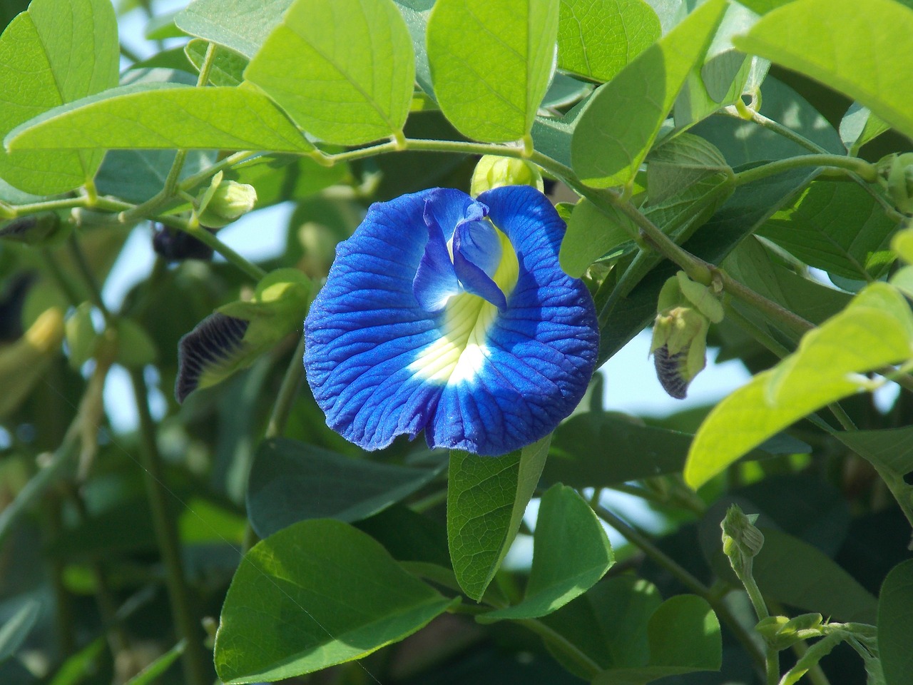 Image - clitoria ternatea asian pigeonwings