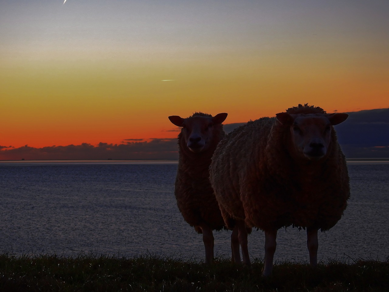 Image - sheep dike water sea lake