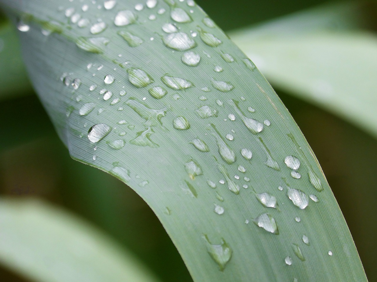 Image - leaf american cane drops rocio