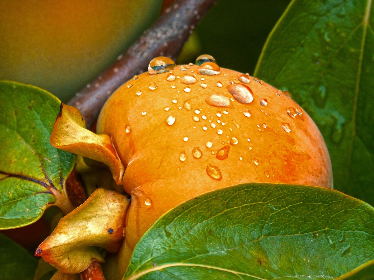 Image - rosewood khaki fruit autumn