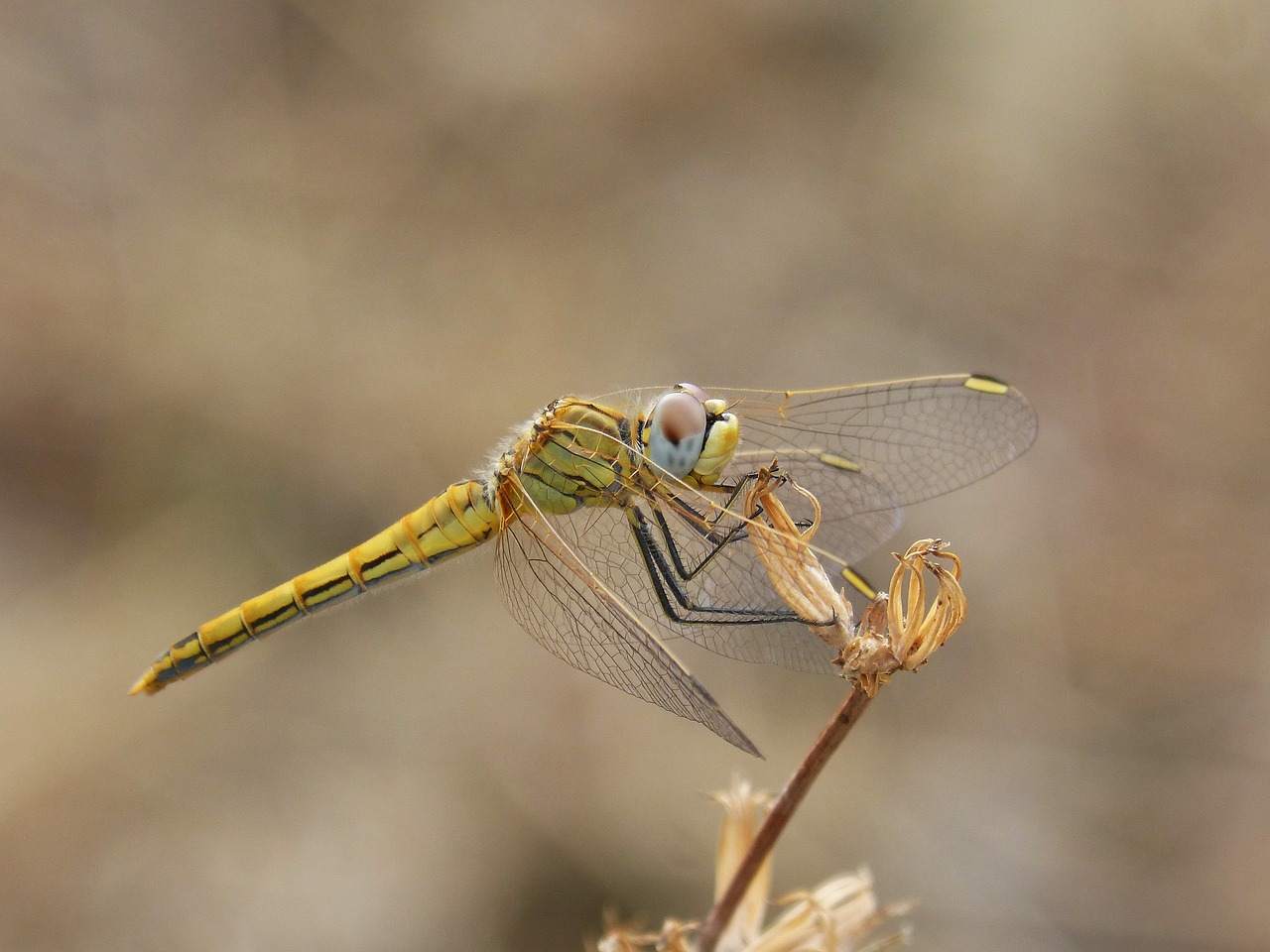 Image - dragonfly yellow dragonfly detail