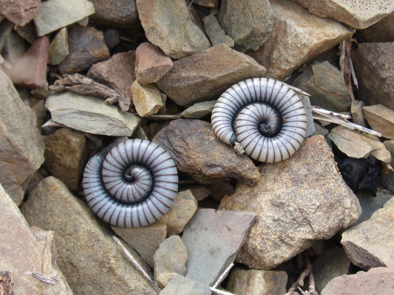 Image - worms millipede centipede spiral