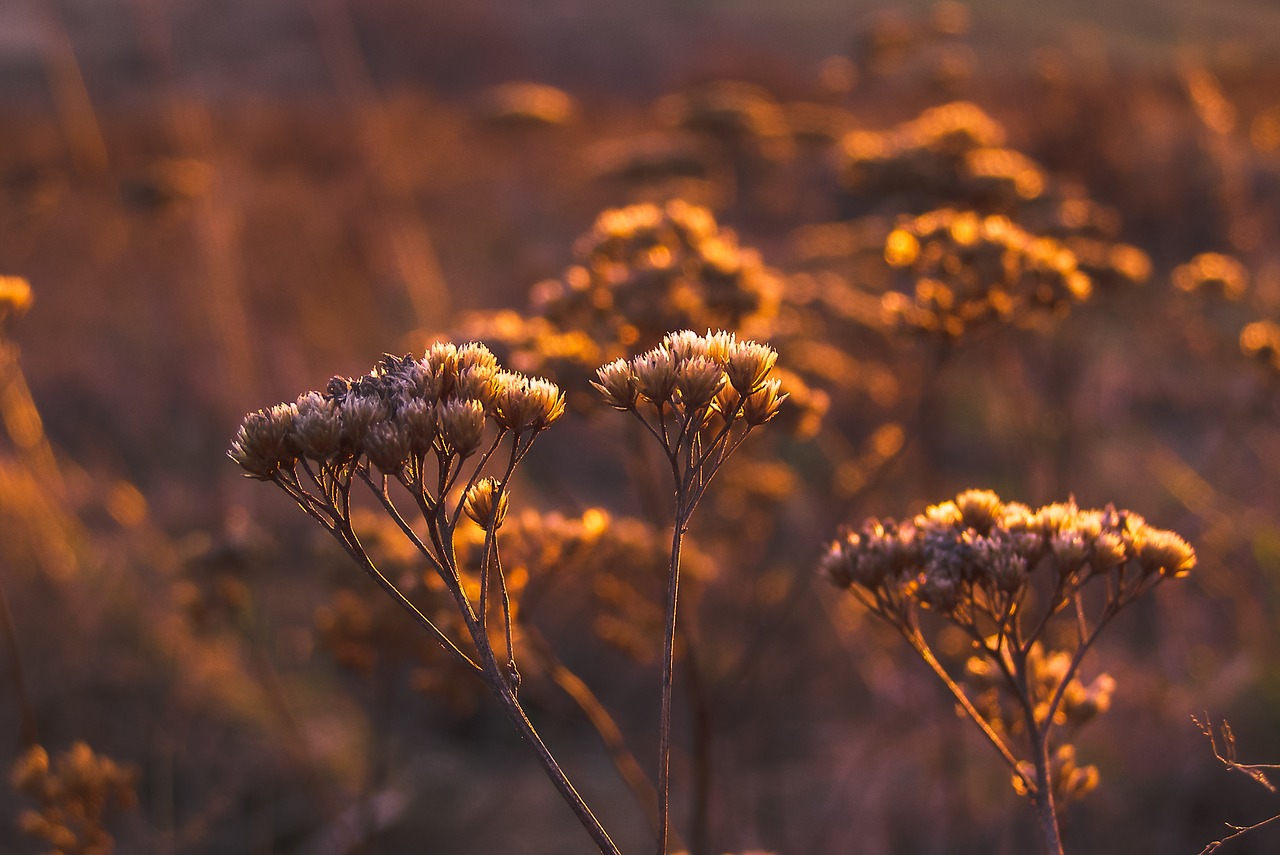 Image - autumn dry flower meadow