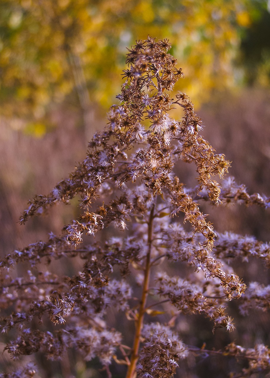 Image - autumn solidago canadensis dry plant