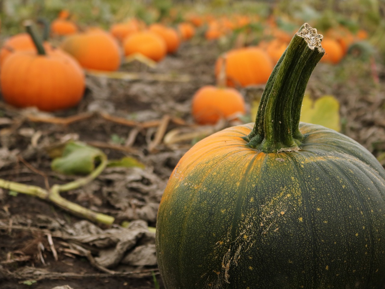 Image - pumpkin farm fall october