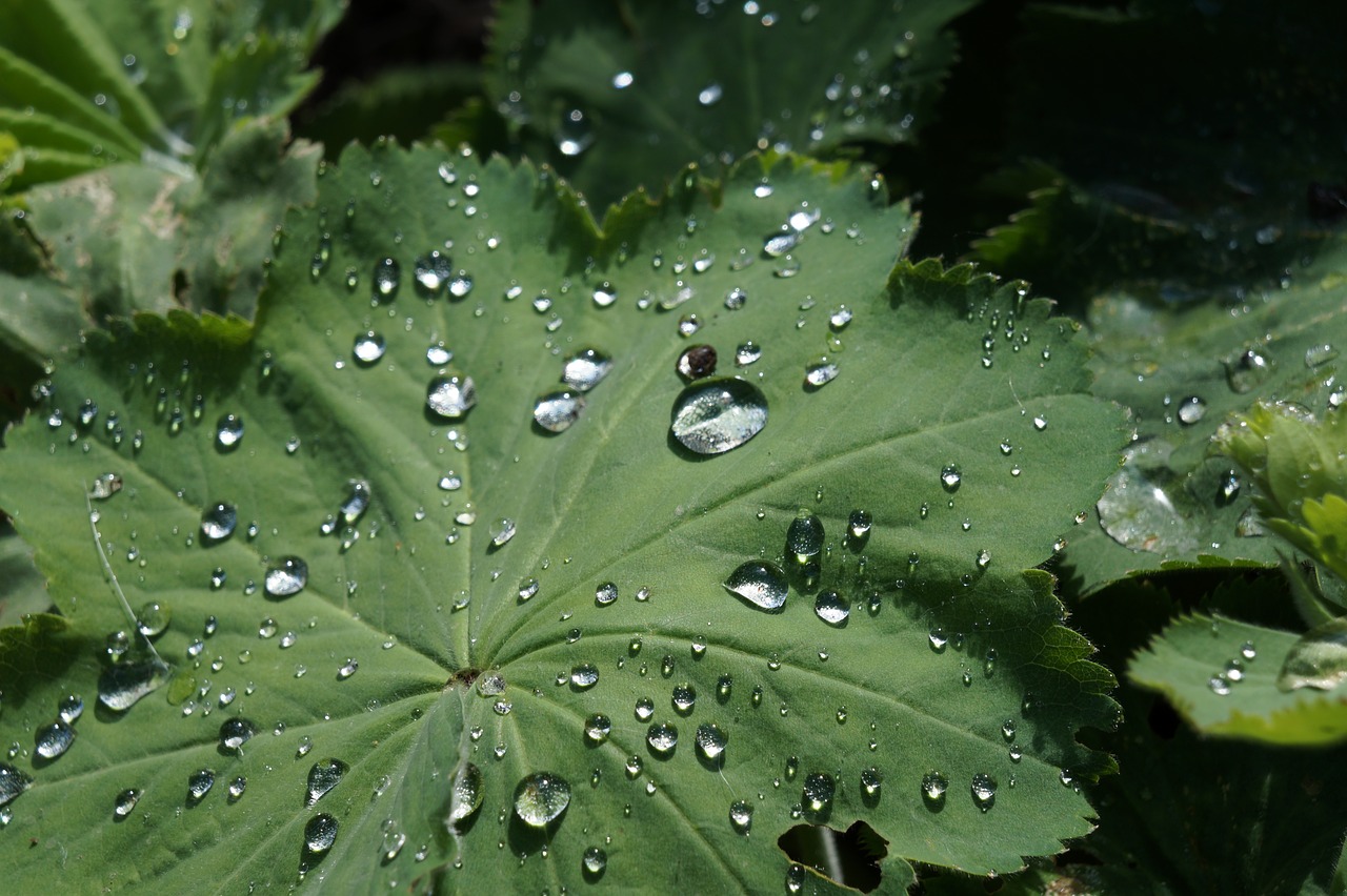 Image - dew sheet green drops morning